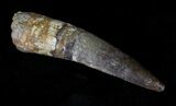Large Spinosaurus Tooth - Nice Specimen #29178-4